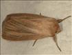 2196 (73.289)<br>Striped Wainscot